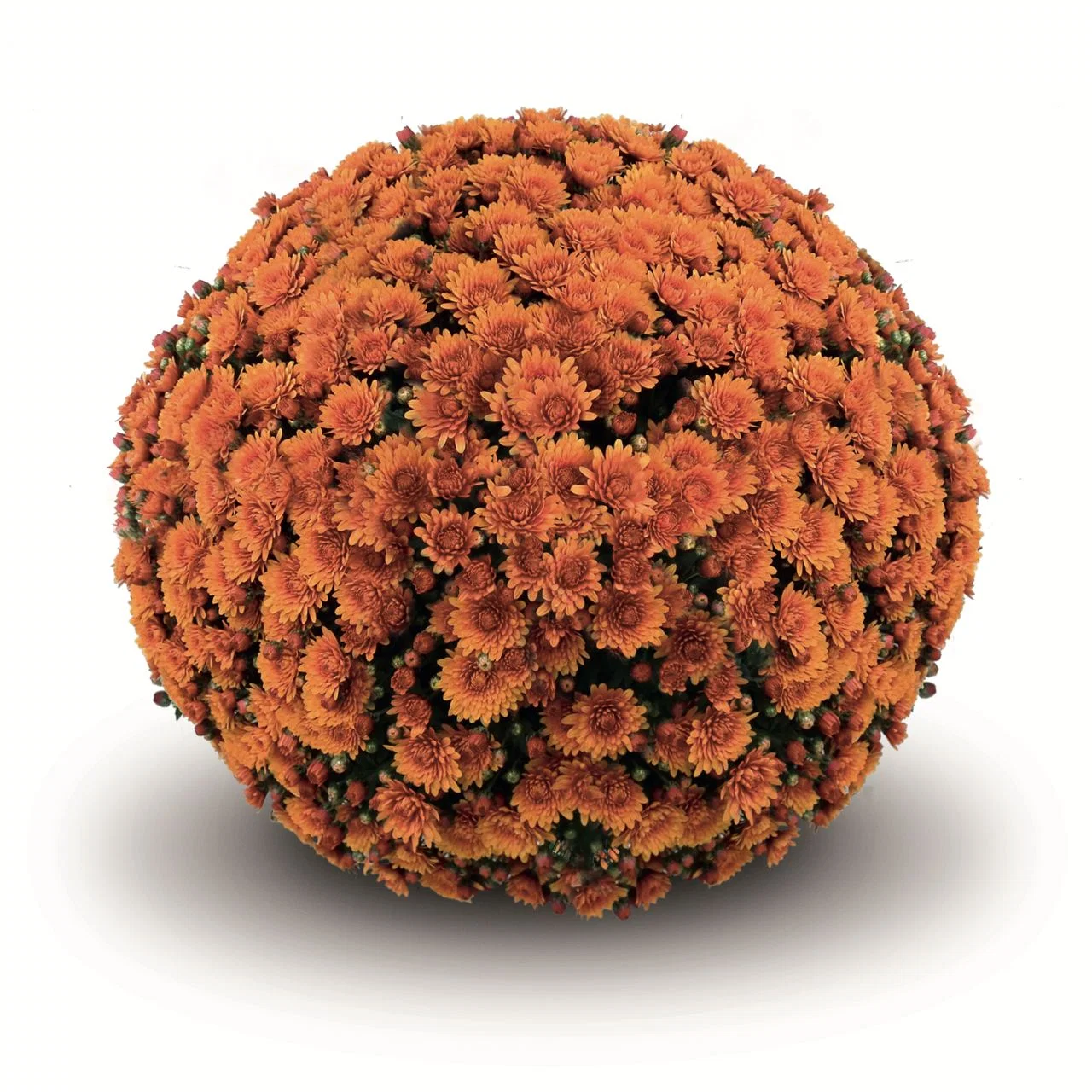 Orange Belgian Mums® 6 Orange Belgian Mums®