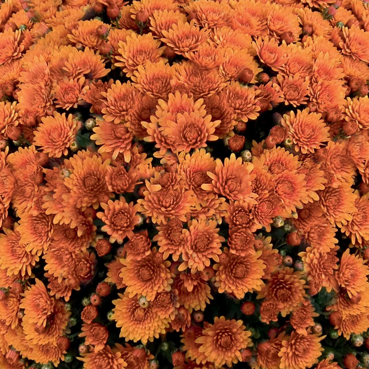 Orange Belgian Mums® 7 Orange Belgian Mums®
