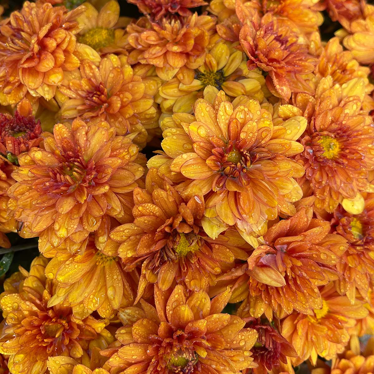 Orange Belgian Mums® 8 Orange Belgian Mums®