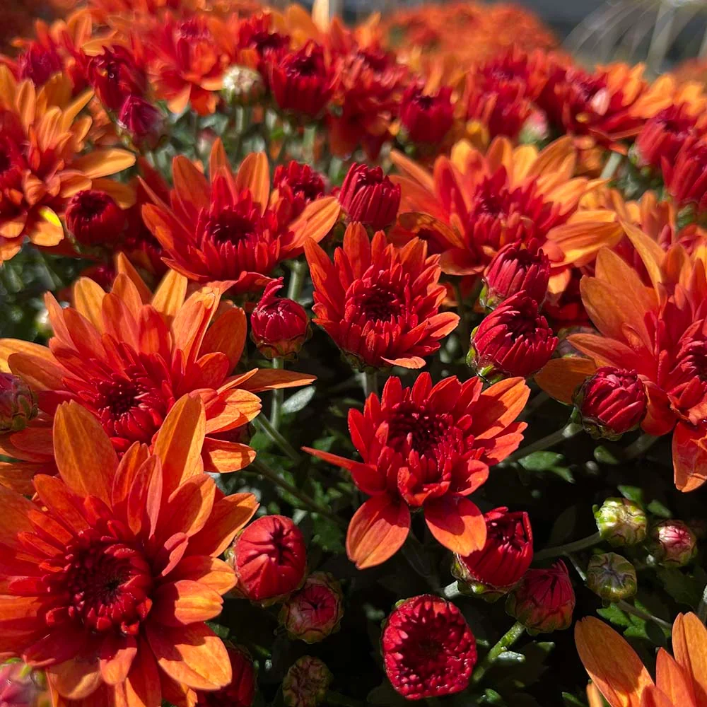 Orange Belgian Mums® 9 Orange Belgian Mums®
