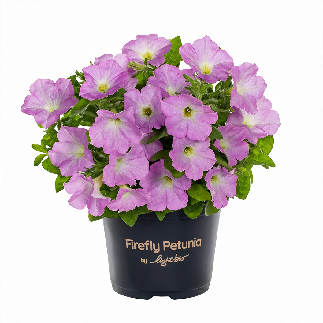 Firefly™ Moonlight™ Pink Petunia Plant 3 Firefly™ Moonlight™ Pink Petunia Plant