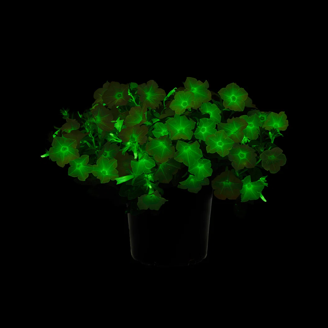 Firefly™ Moonlight™ Pink Petunia Plant 4 Firefly™ Moonlight™ Pink Petunia Plant