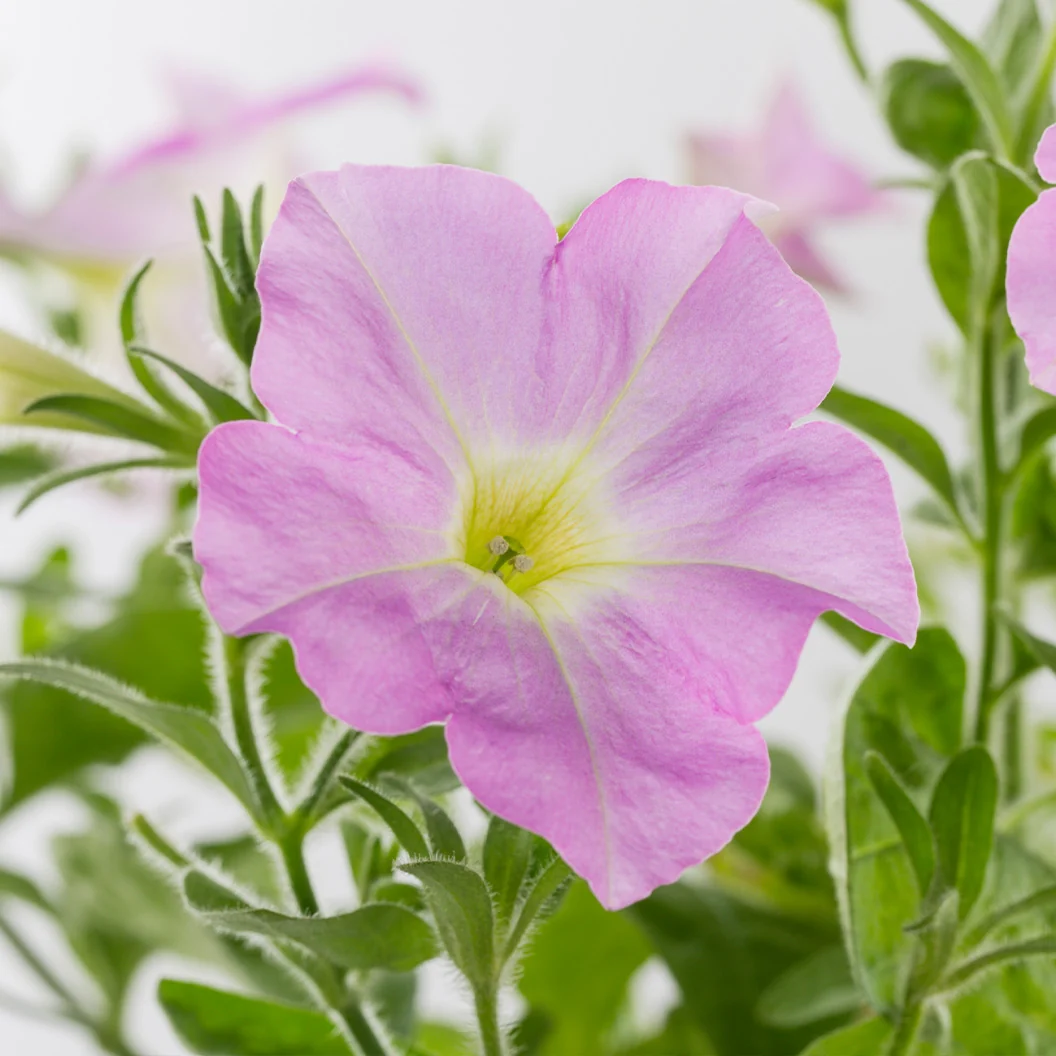 Firefly™ Moonlight™ Pink Petunia Plant 5 Firefly™ Moonlight™ Pink Petunia Plant