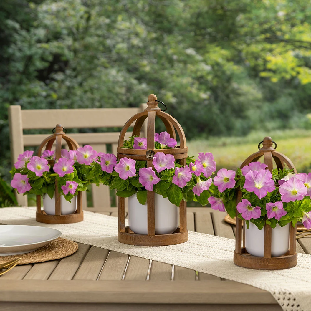 Firefly™ Moonlight™ Pink Petunia Plant 9 Firefly™ Moonlight™ Pink Petunia Plant