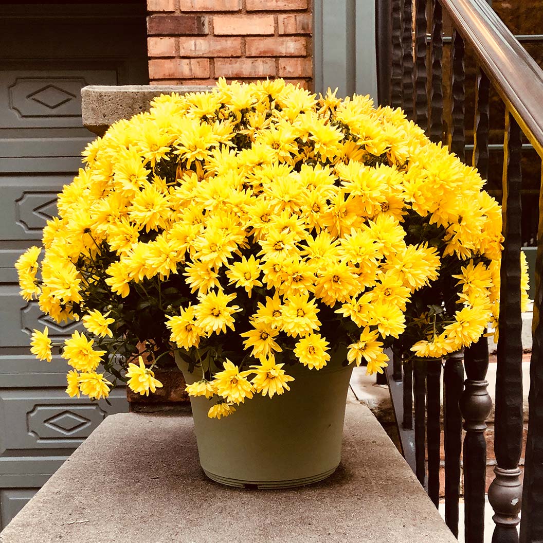Yellow Belgian Mums® 1 Yellow Belgian Mums®