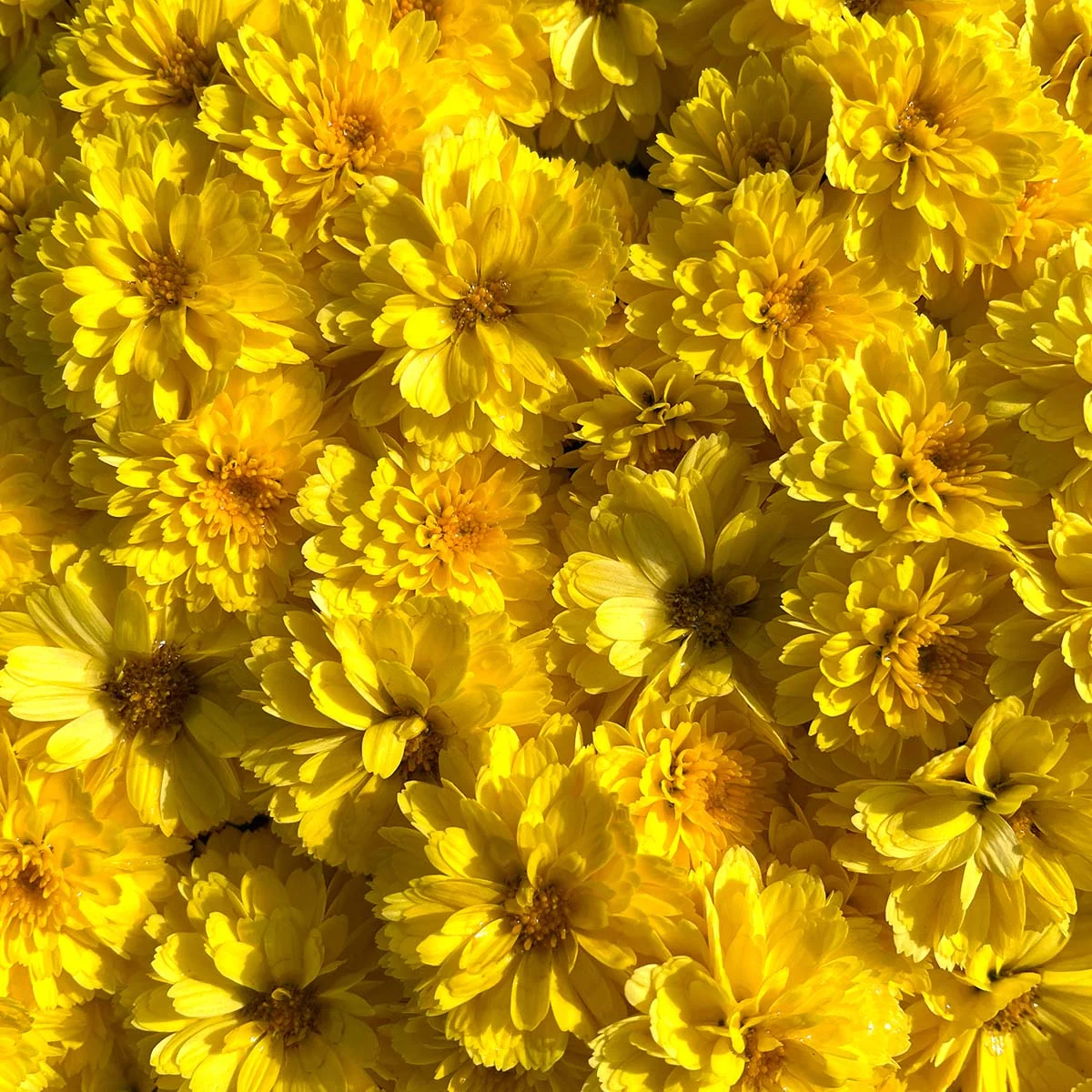 Yellow Belgian Mums® 10 Yellow Belgian Mums®