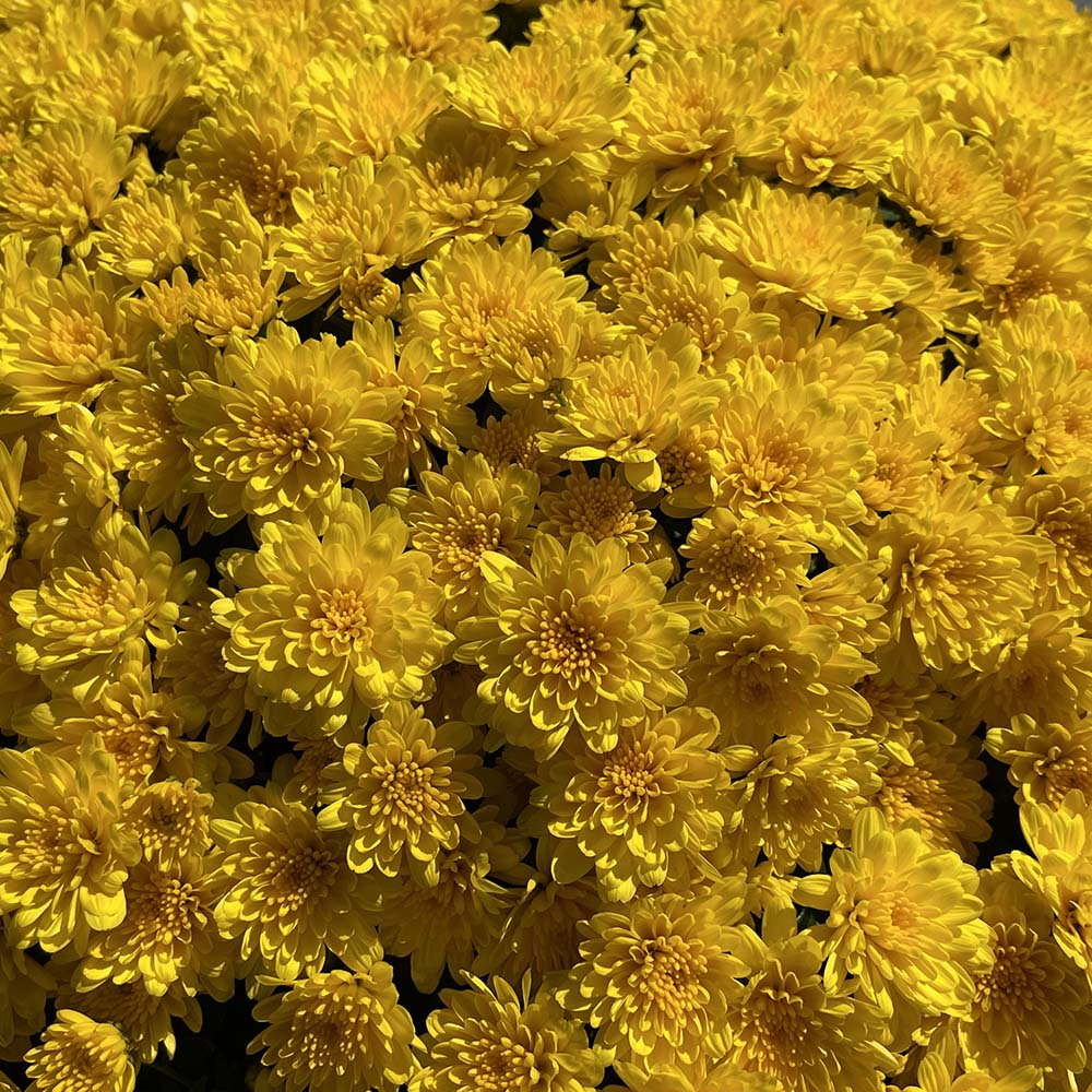 Yellow Belgian Mums® 11 Yellow Belgian Mums®