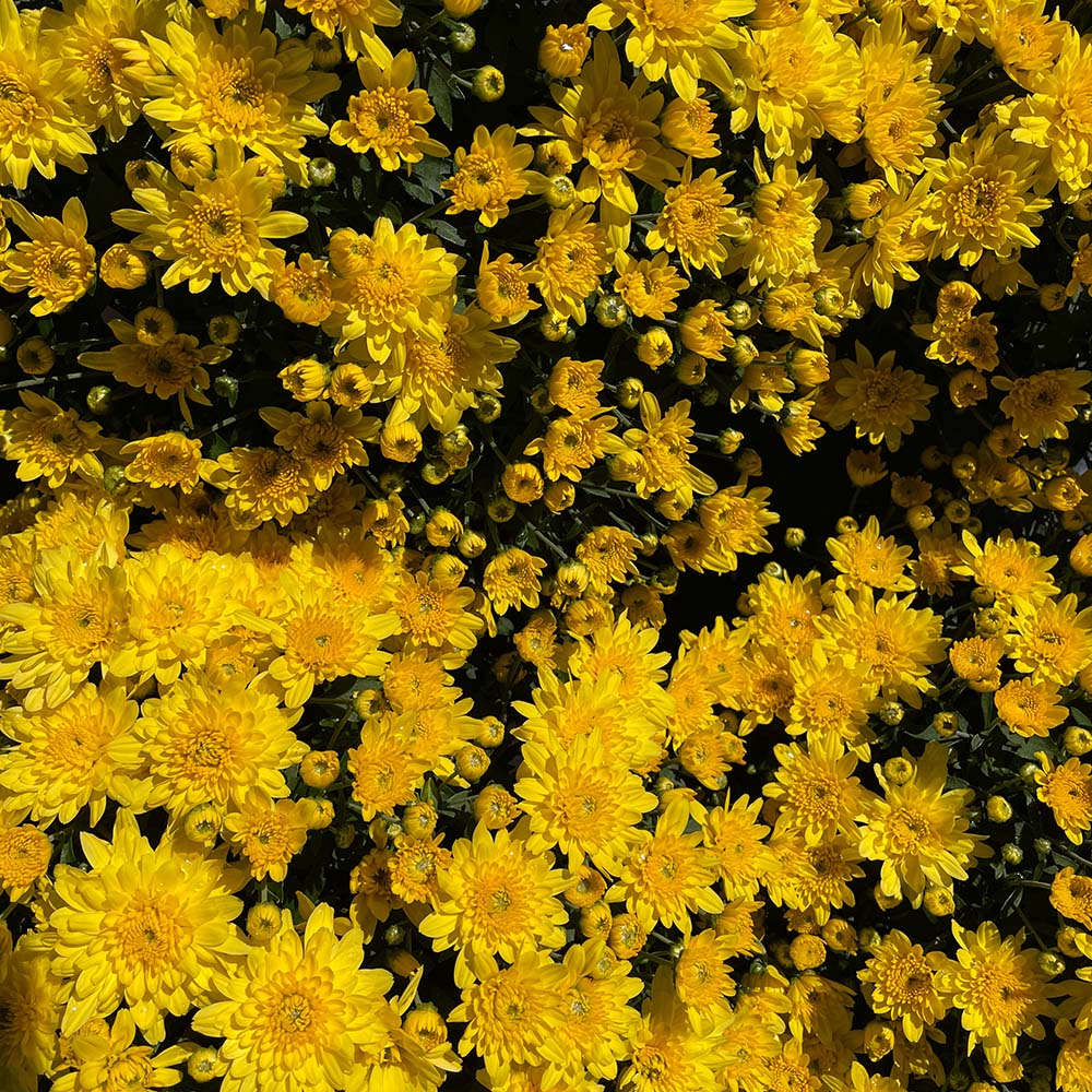 Yellow Belgian Mums® 12 Yellow Belgian Mums®