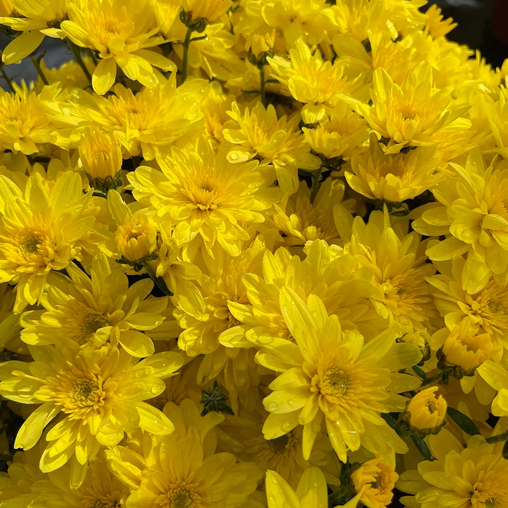 Yellow Belgian Mums® 13 Yellow Belgian Mums®