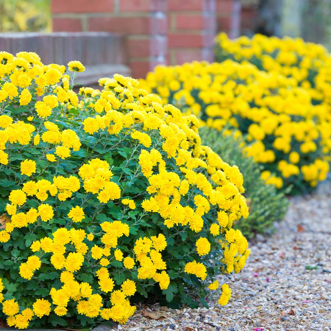 Yellow Belgian Mums® 3 Yellow Belgian Mums®