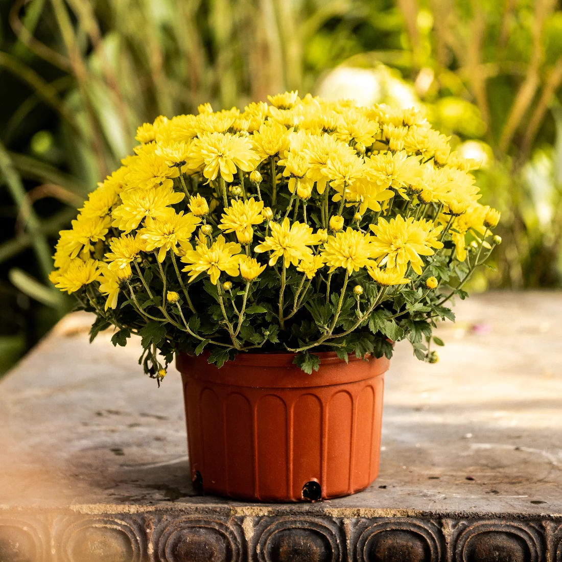 Yellow Belgian Mums® 4 Yellow Belgian Mums®