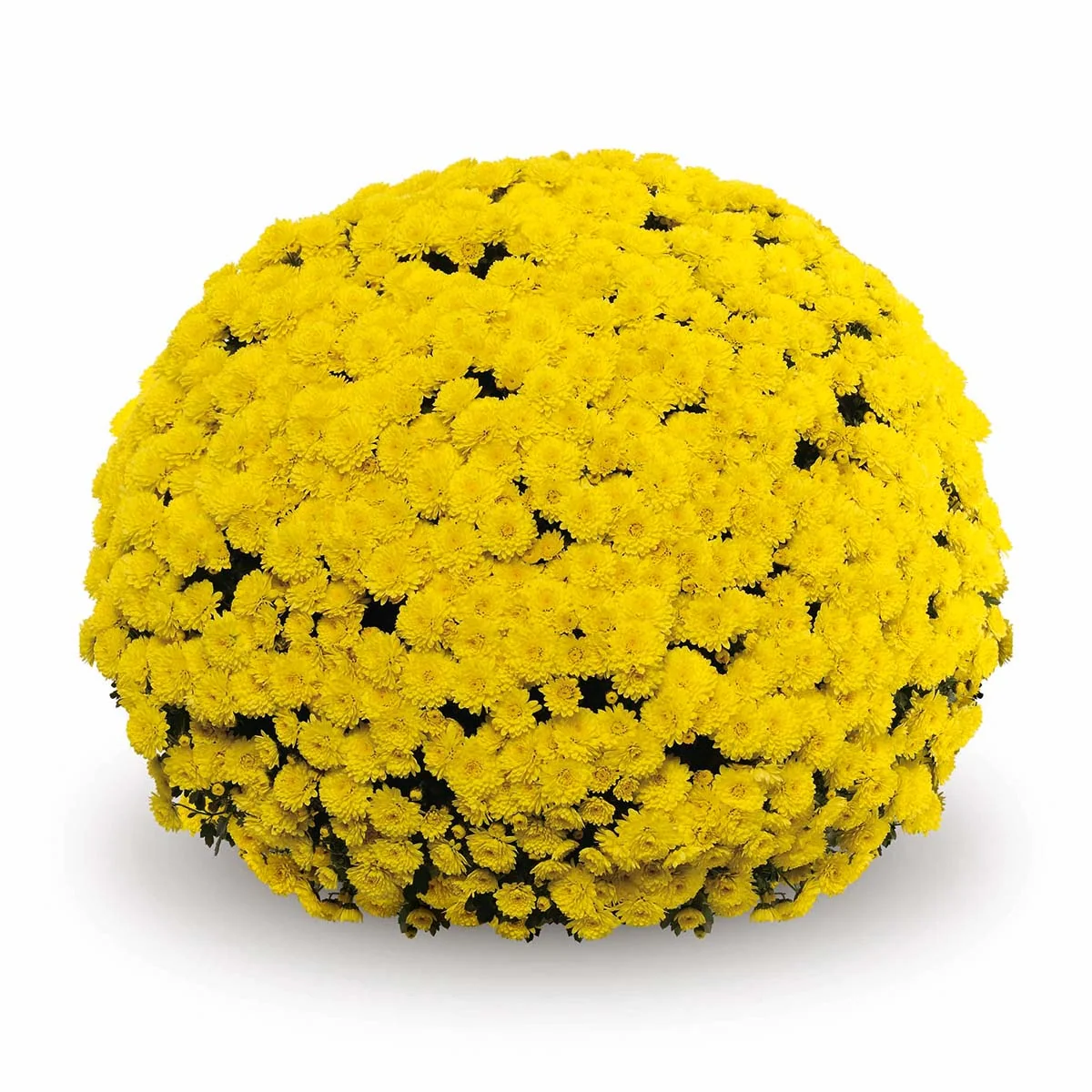 Yellow Belgian Mums® 5 Yellow Belgian Mums®