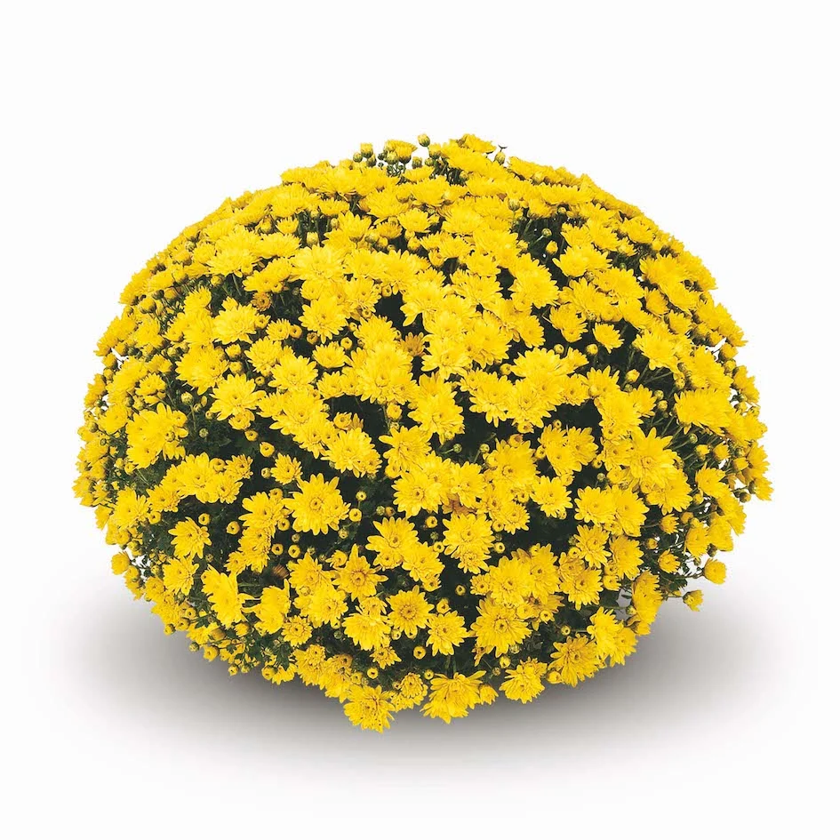 Yellow Belgian Mums® 6 Yellow Belgian Mums®