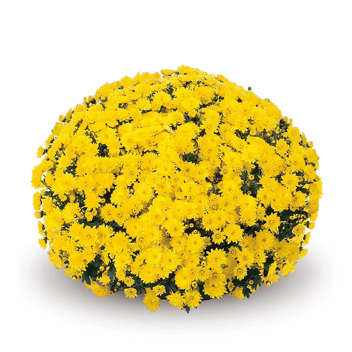 Yellow Belgian Mums® 7 Yellow Belgian Mums®