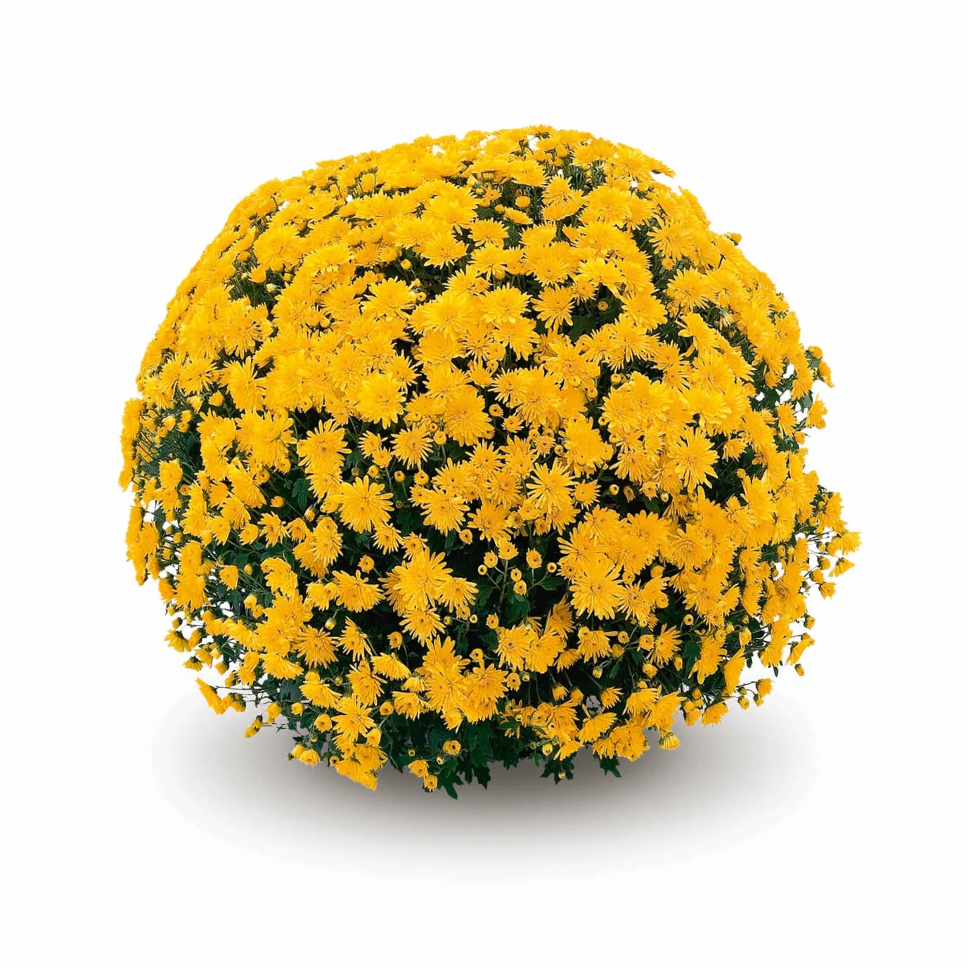 Yellow Belgian Mums® 8 Yellow Belgian Mums®