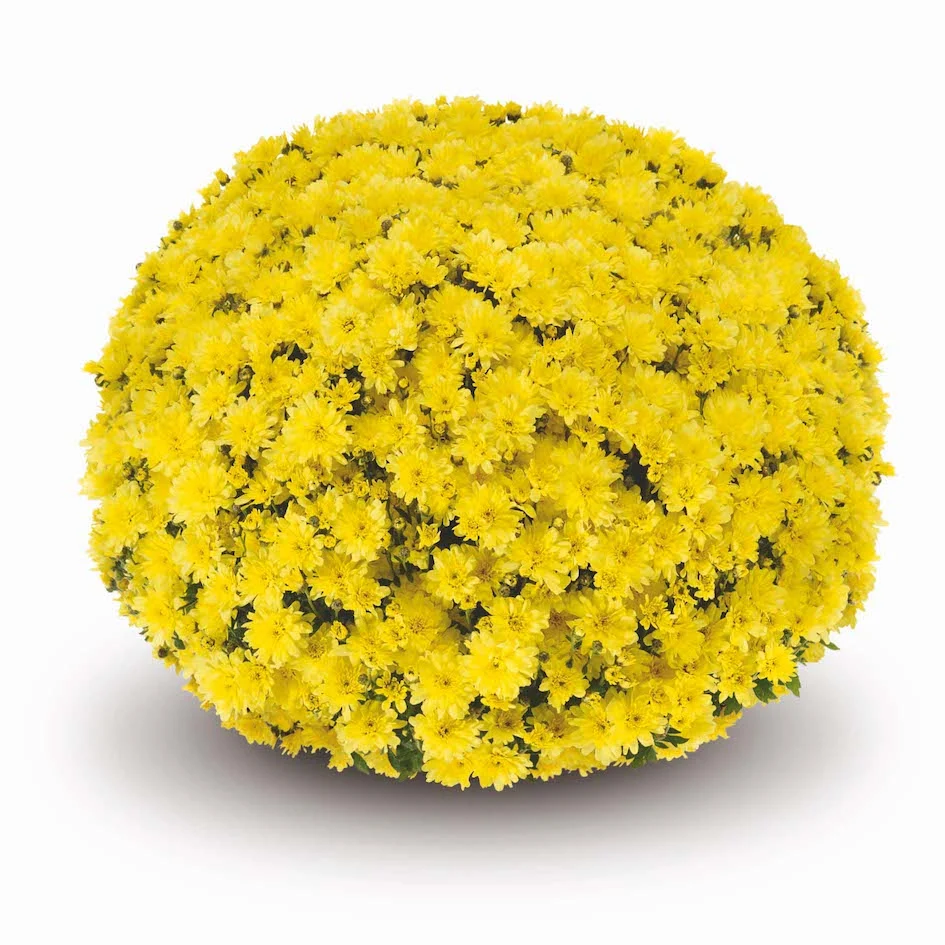 Yellow Belgian Mums® 9 Yellow Belgian Mums®