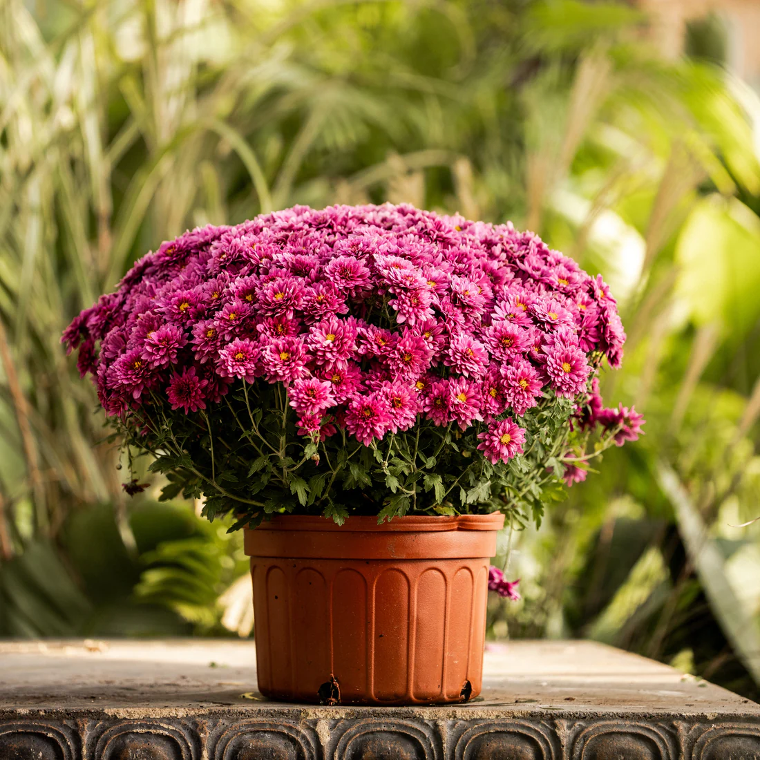 Purple Belgian Mums® 1 Purple Belgian Mums®