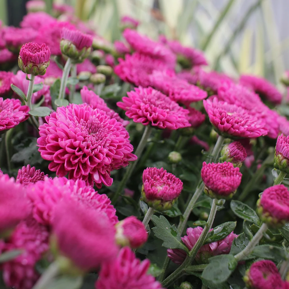 Purple Belgian Mums® 10 Purple Belgian Mums®