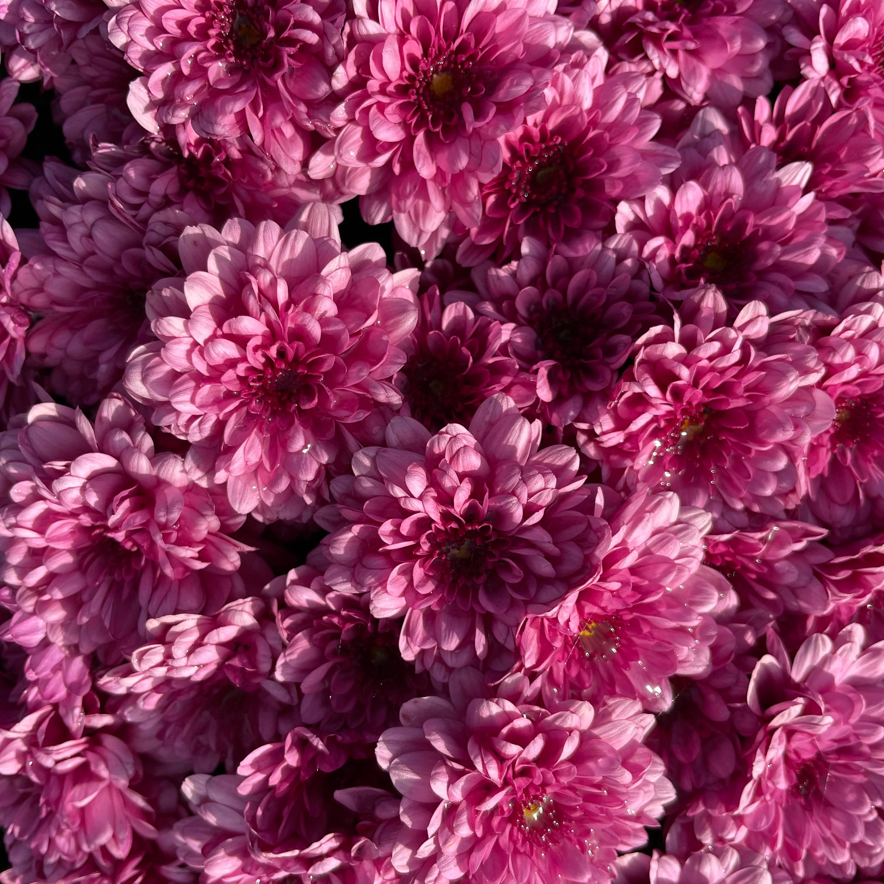 Purple Belgian Mums® 11 Purple Belgian Mums®