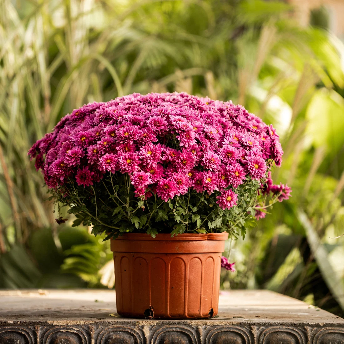 Purple Belgian Mums® 2 Purple Belgian Mums®