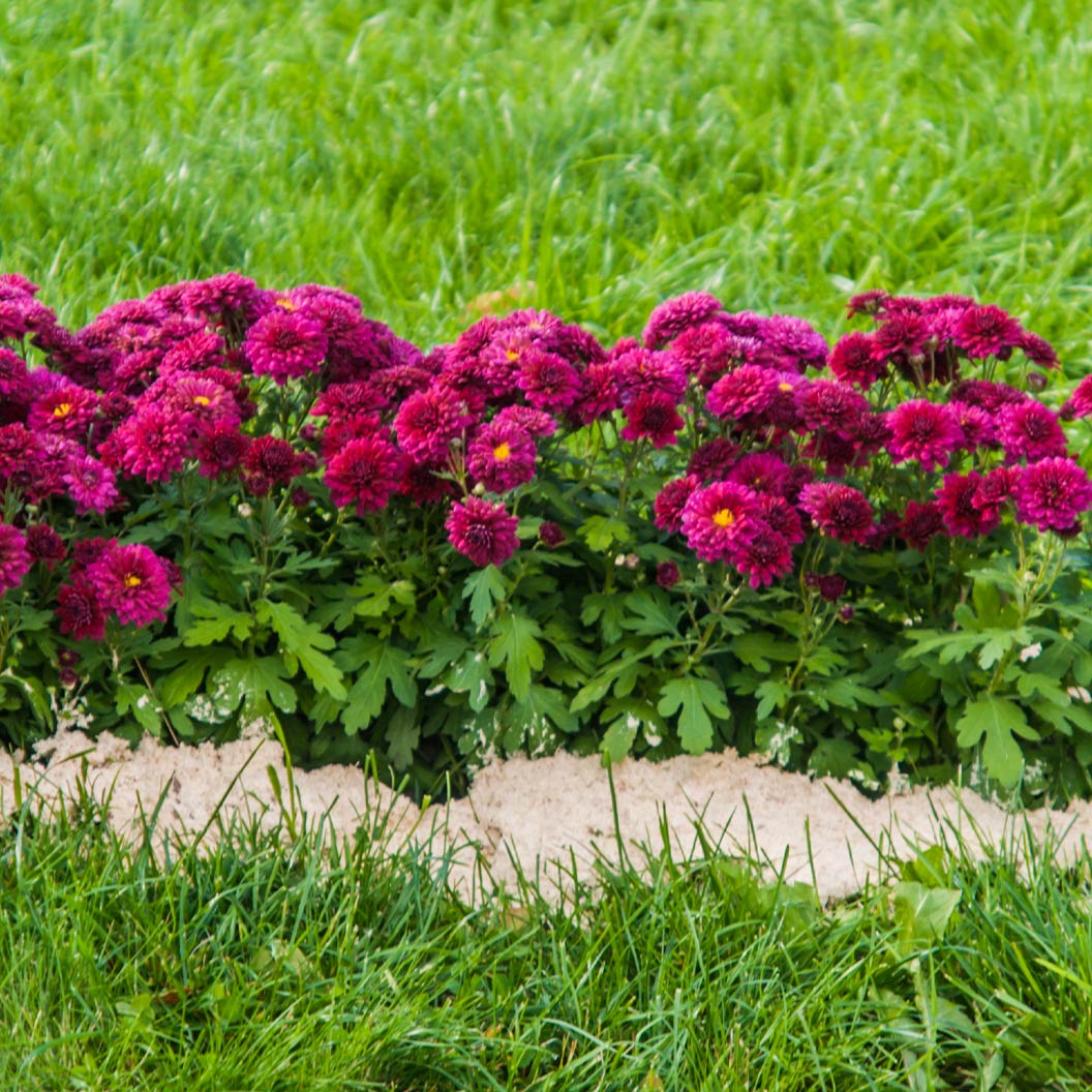 Purple Belgian Mums® 3 Purple Belgian Mums®