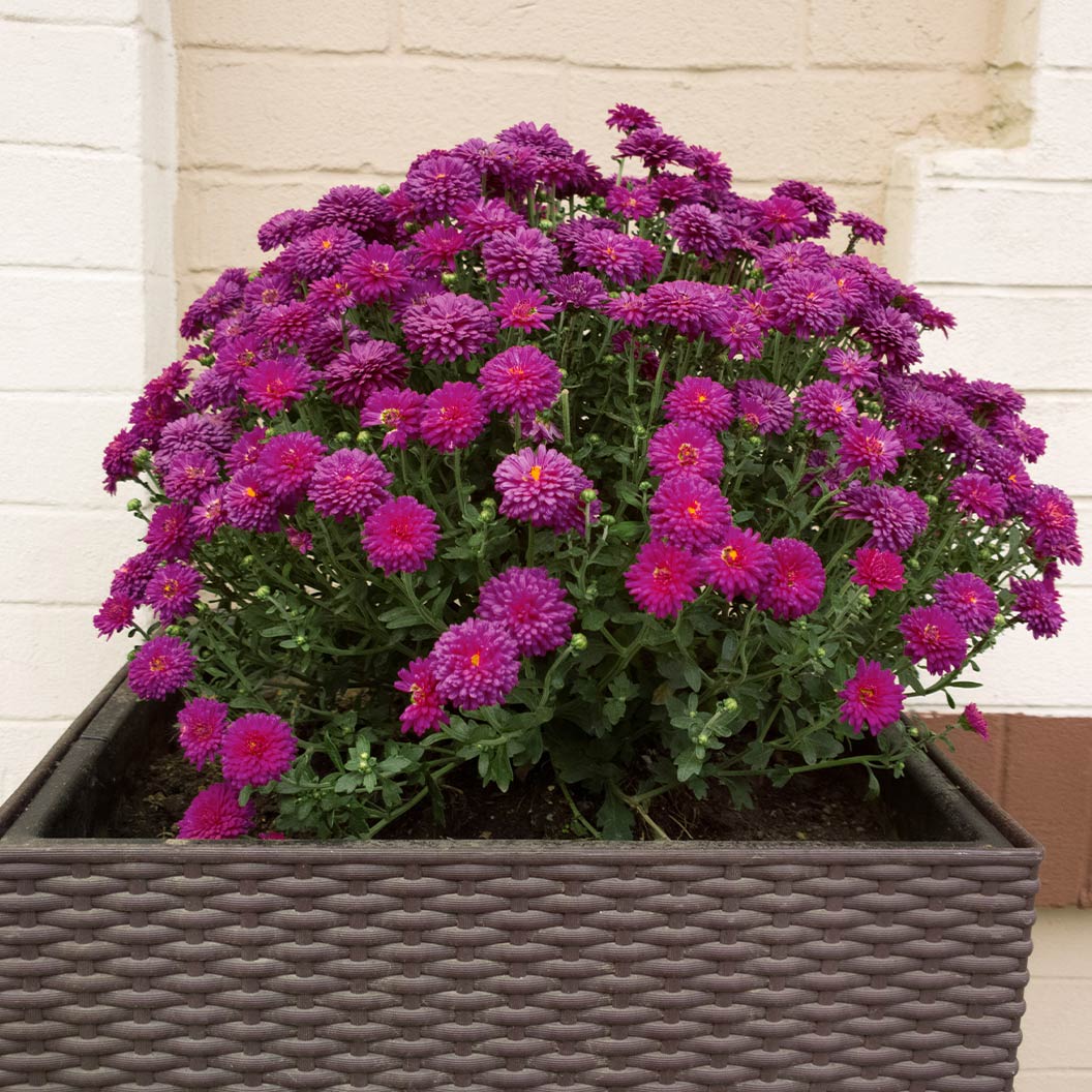 Purple Belgian Mums® 4 Purple Belgian Mums®
