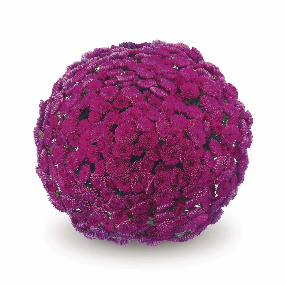 Purple Belgian Mums® 5 Purple Belgian Mums®