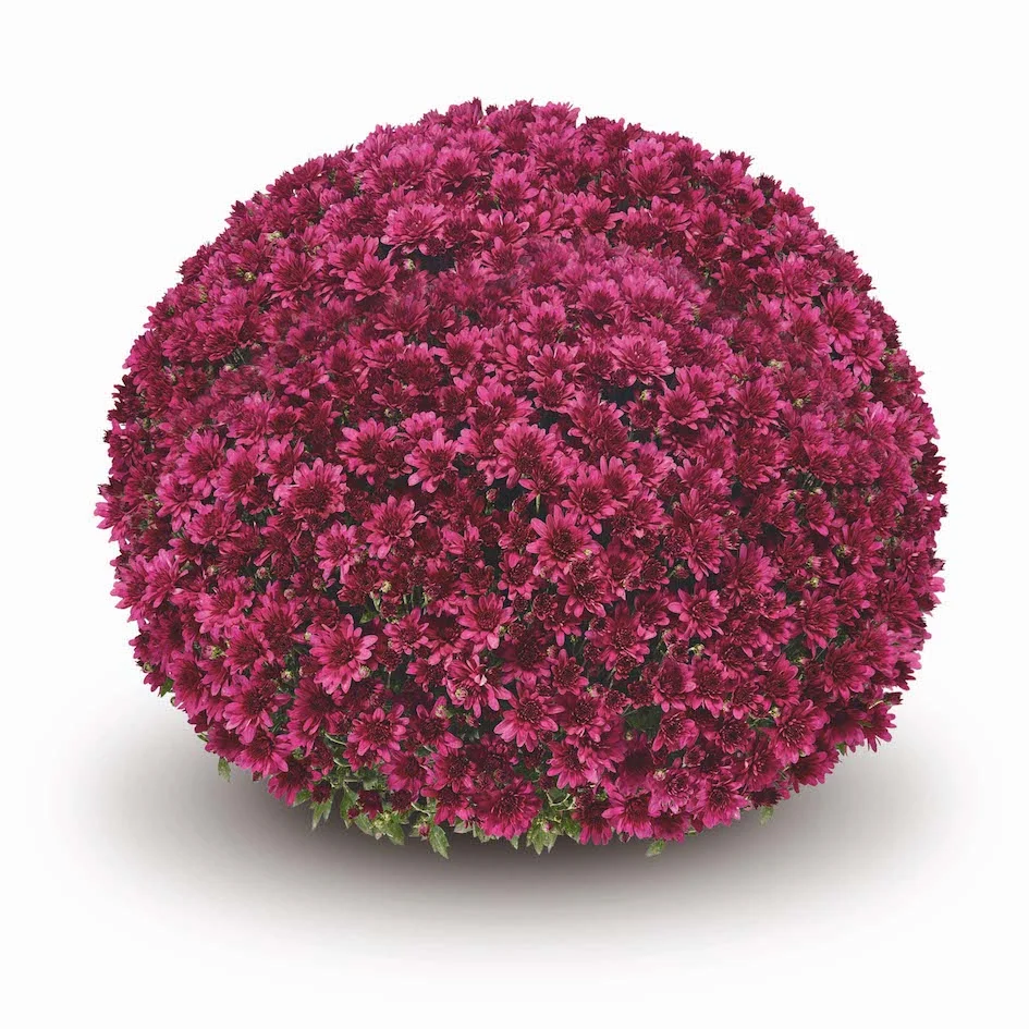 Purple Belgian Mums® 6 Purple Belgian Mums®