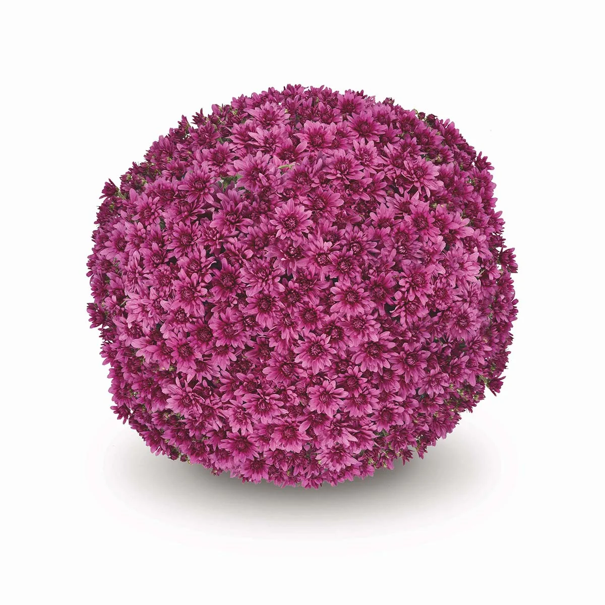 Purple Belgian Mums® 7 Purple Belgian Mums®
