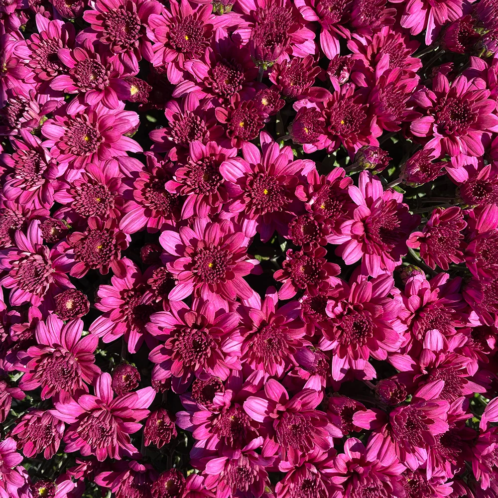 Purple Belgian Mums® 8 Purple Belgian Mums®