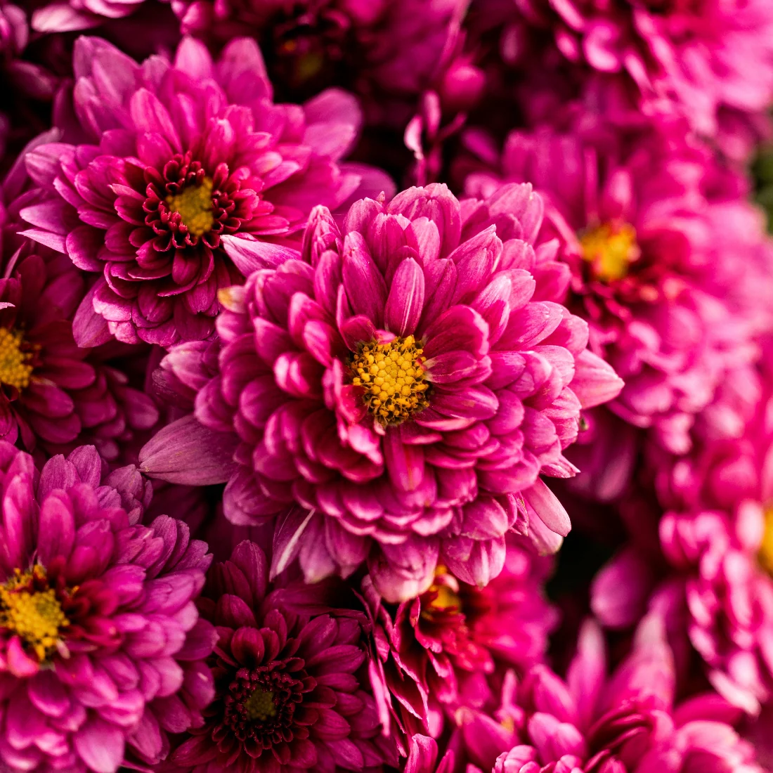 Purple Belgian Mums® 9 Purple Belgian Mums®