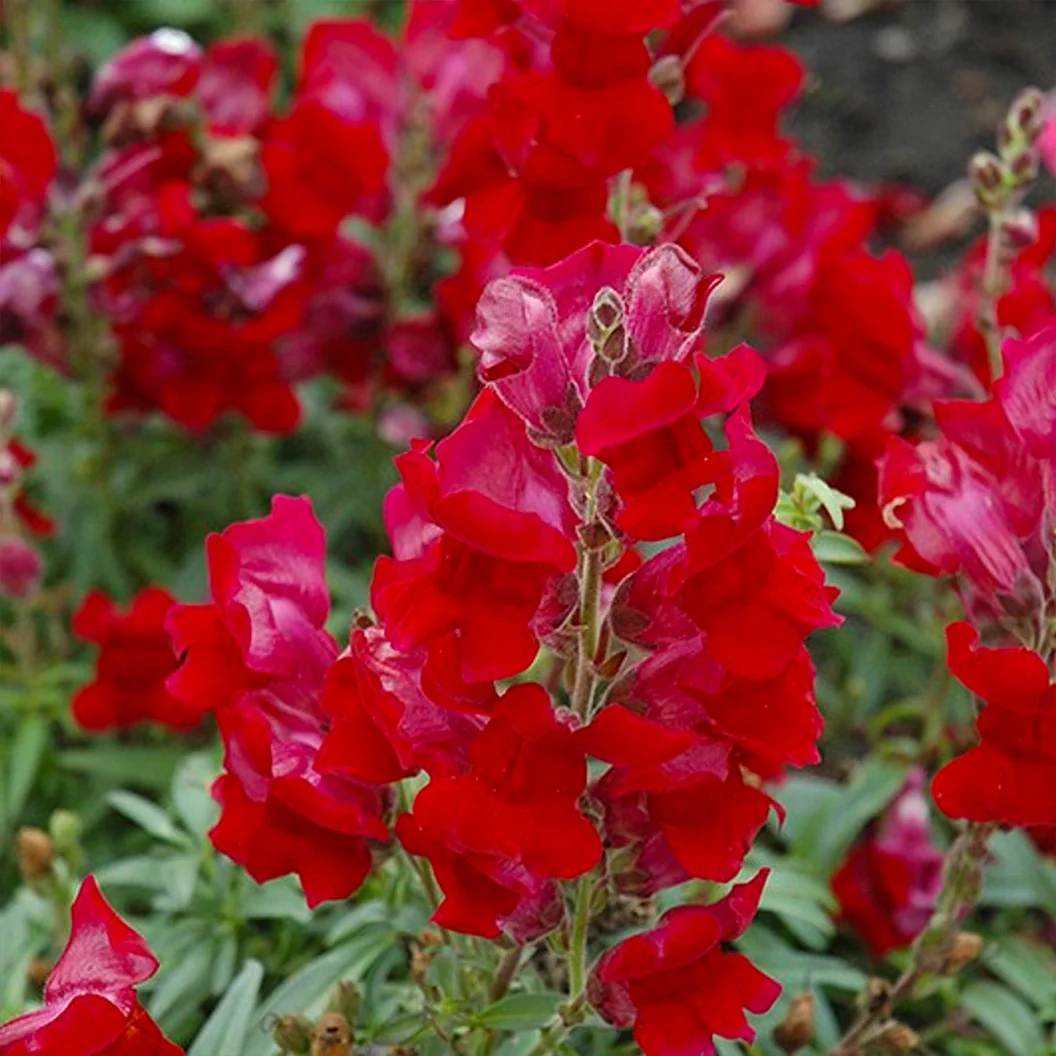 Speedy Sonnet Crimson Snapdragon Plant