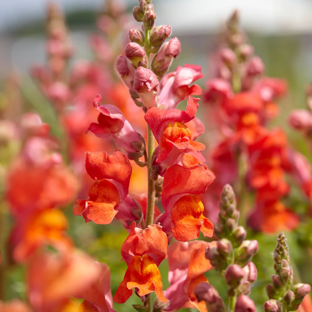 Speedy Sonnet Bronze Snapdragon Plant