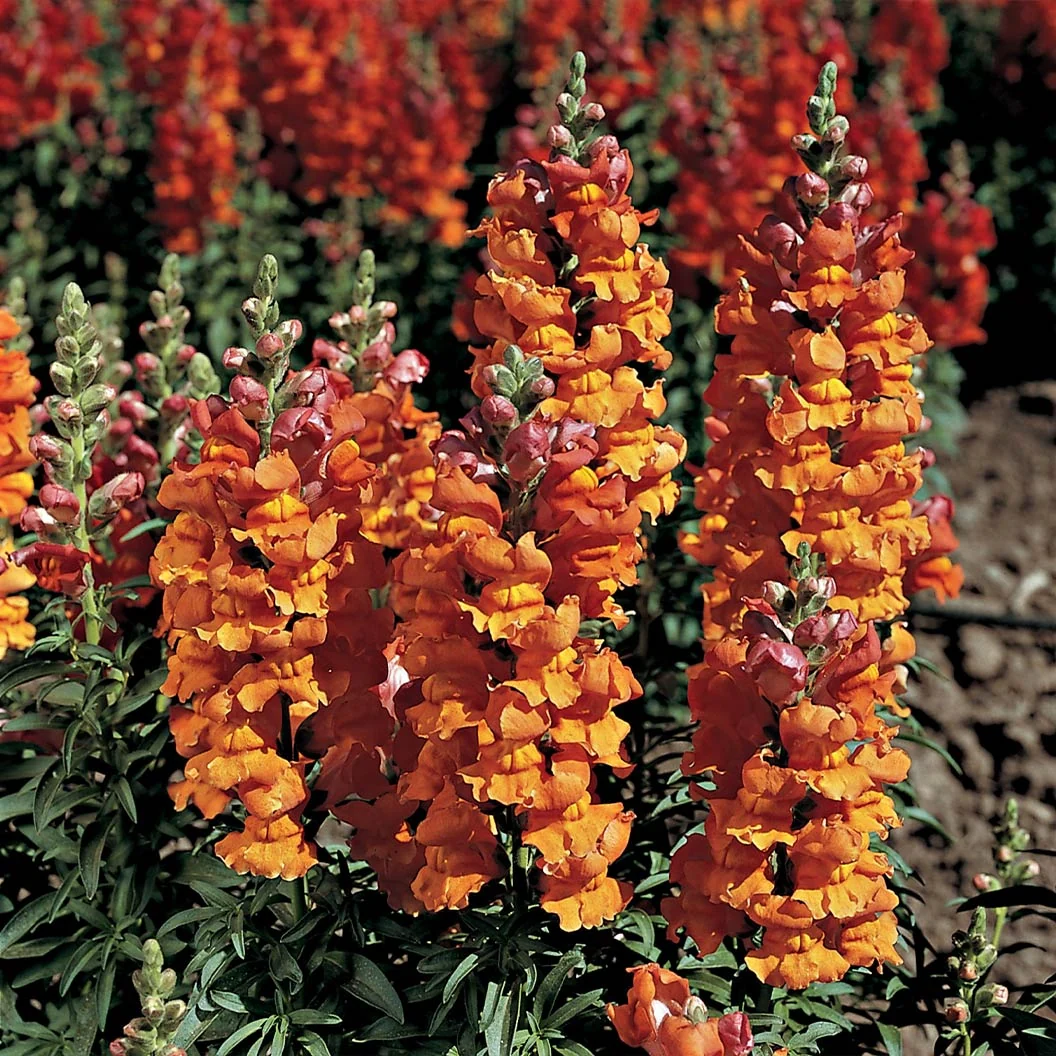 Liberty Classic™ Bronze Snapdragon Plant 1 Liberty Classic™ Bronze Snapdragon Plant
