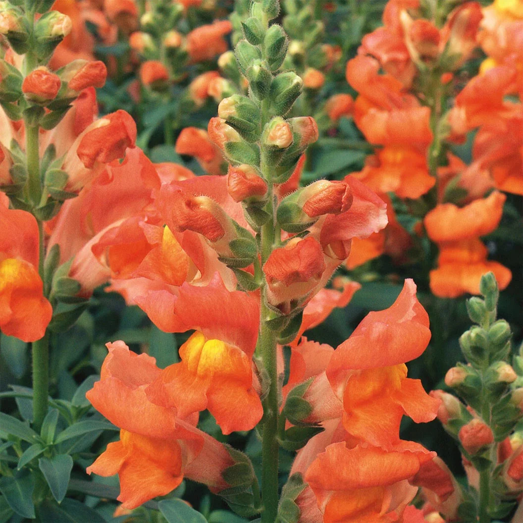 Liberty Classic™ Bronze Snapdragon Plant 3 Liberty Classic™ Bronze Snapdragon Plant