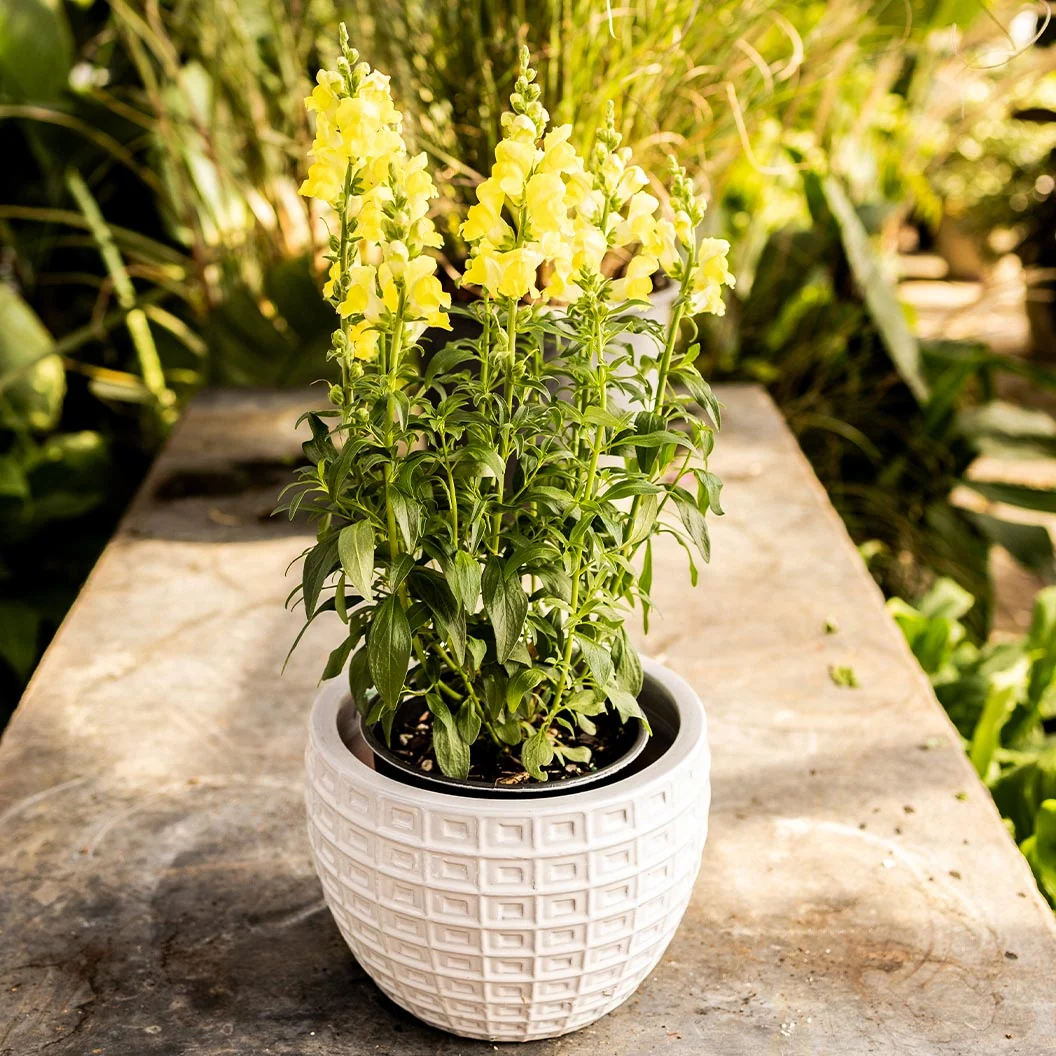 Speedy Sonnet Yellow Snapdragon Plant