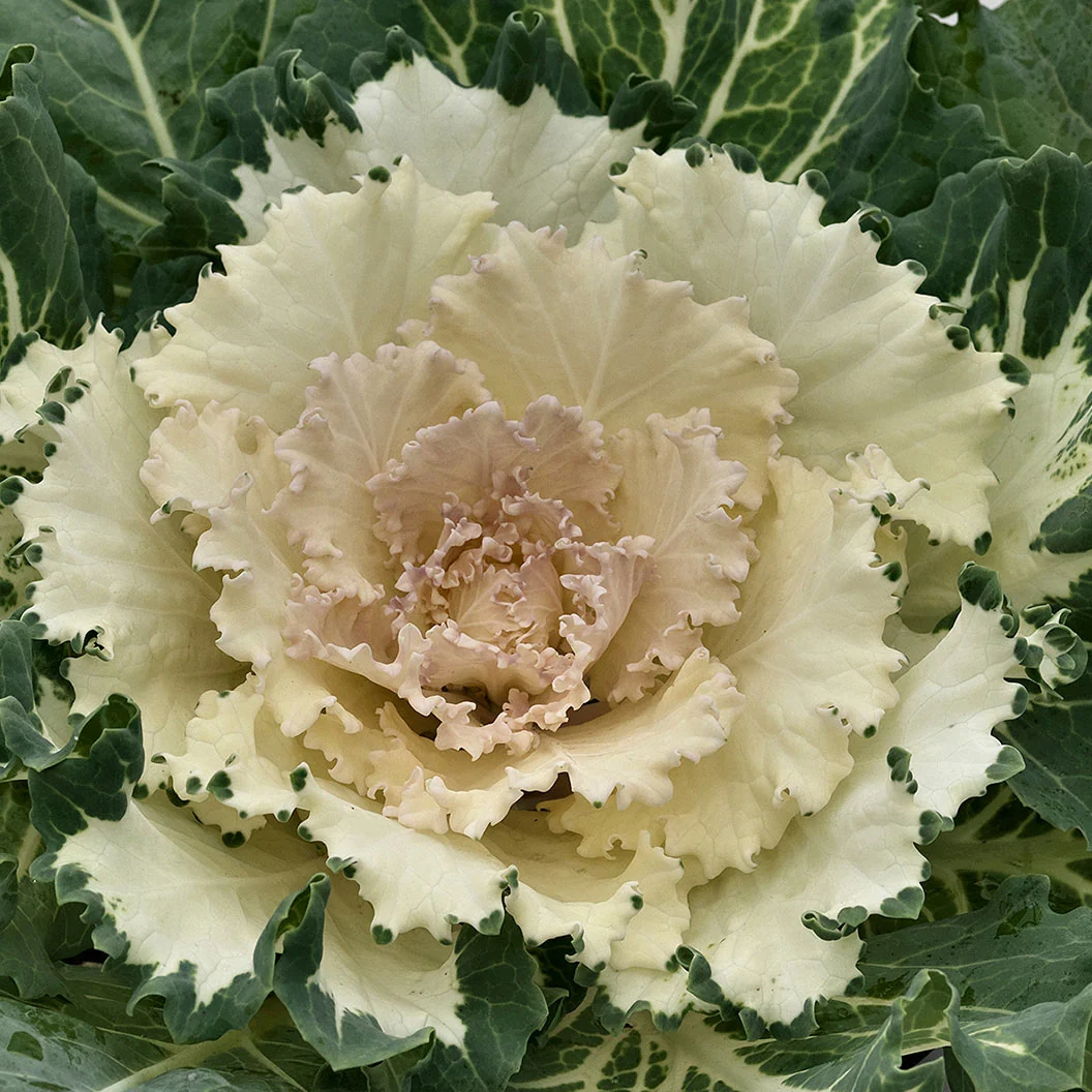 ‘Osaka White’ Ornamental Cabbage Plant