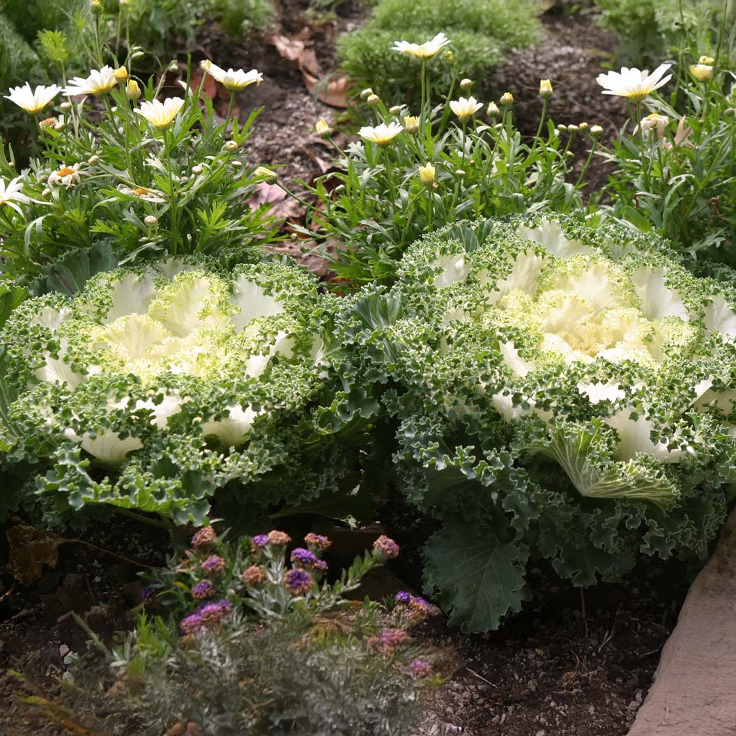 White Kamome Ornamental Kale Plant