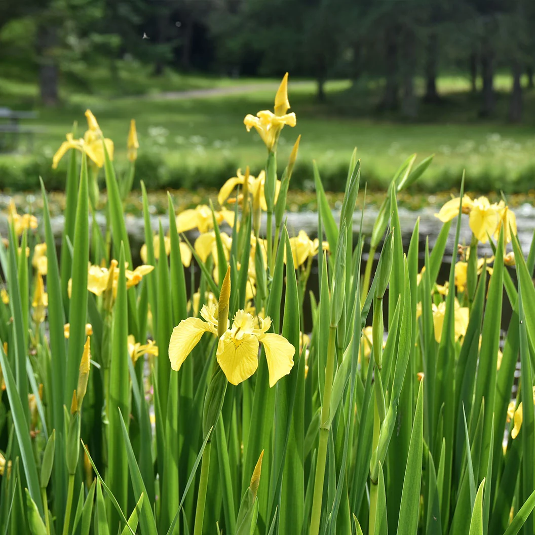 Yellow Flag Iris Plant 2 Yellow Flag Iris Plant