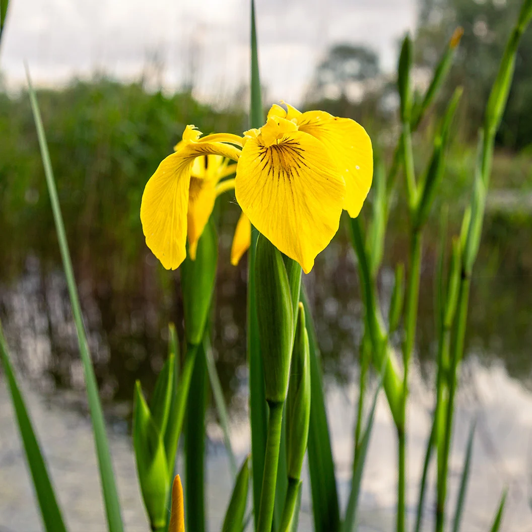Yellow Flag Iris Plant 3 Yellow Flag Iris Plant