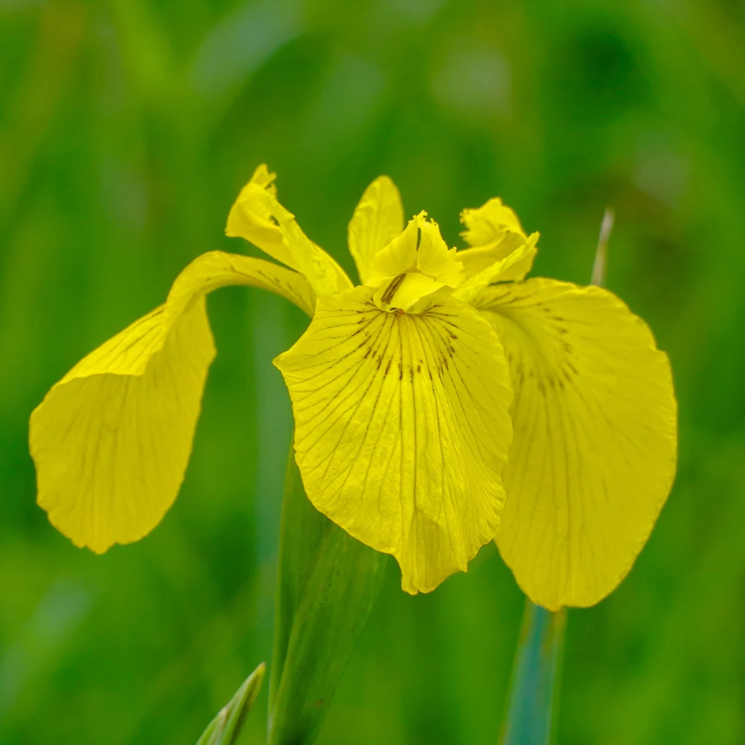 Yellow Flag Iris Plant 4 Yellow Flag Iris Plant