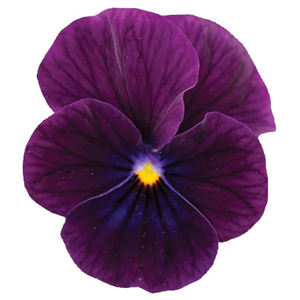 Sorbet® XP Purple Viola Plant