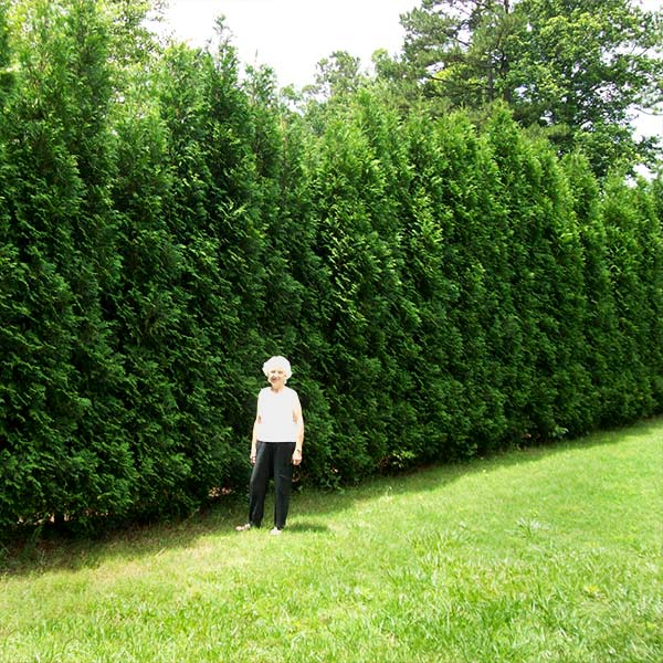 Full Speed A Hedge® American Pillar Arborvitae Tree