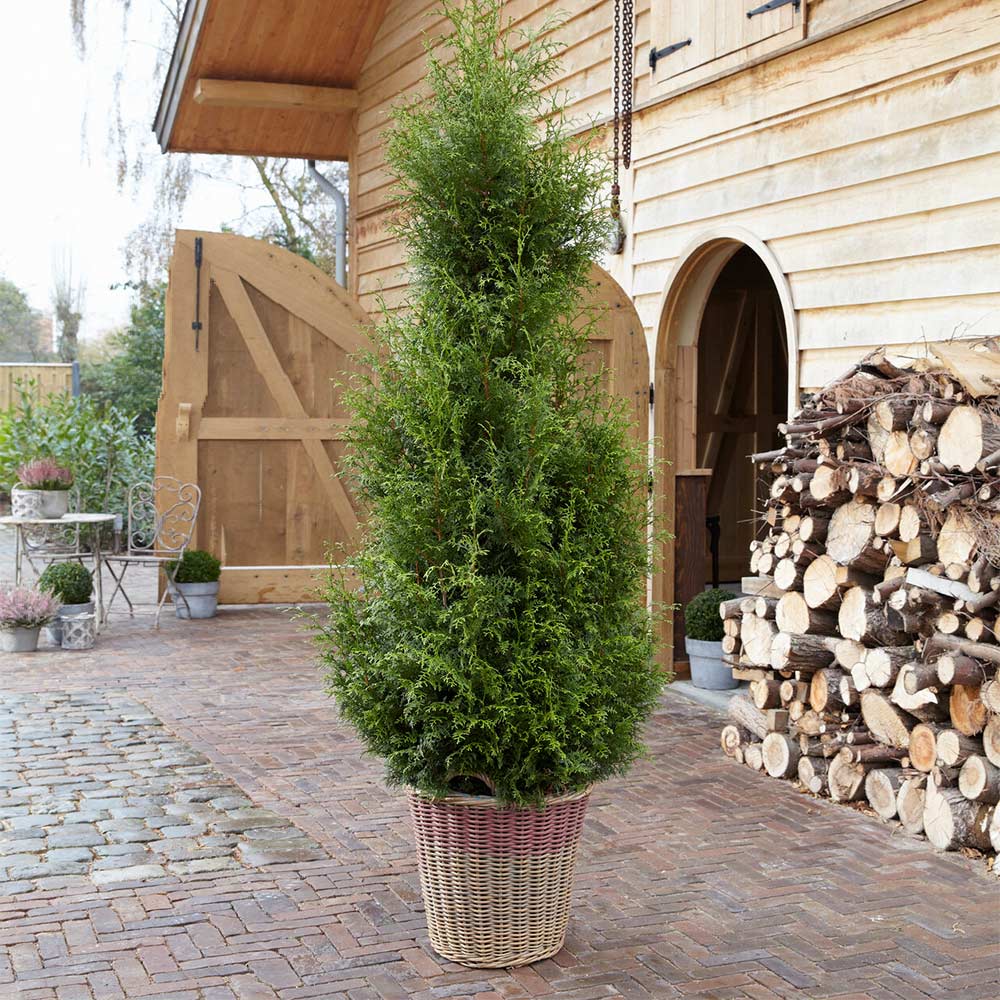 Sugar and Spice™ Thuja Tree 2 Sugar and Spice™ Thuja Tree