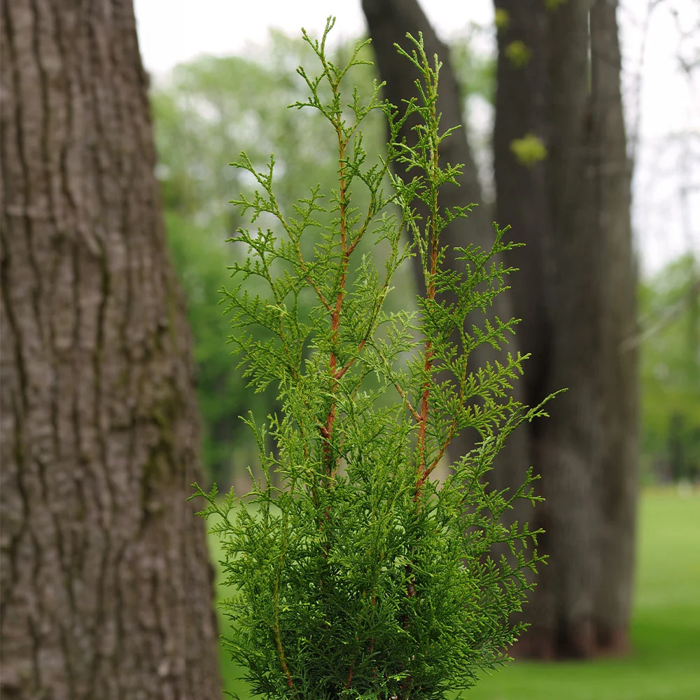 Sugar and Spice™ Thuja Tree 3 Sugar and Spice™ Thuja Tree