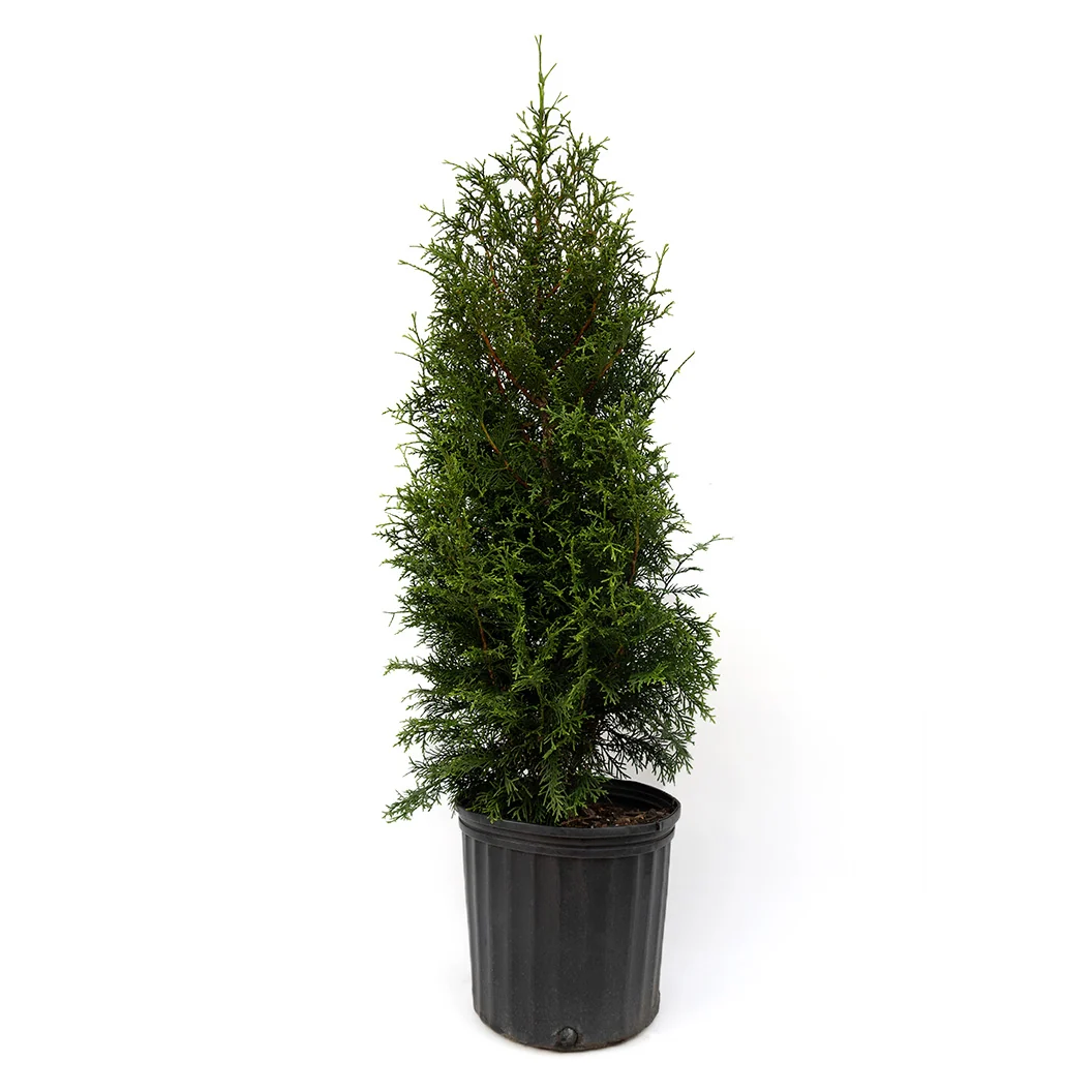 Sugar and Spice™ Thuja Tree 4 Sugar and Spice™ Thuja Tree