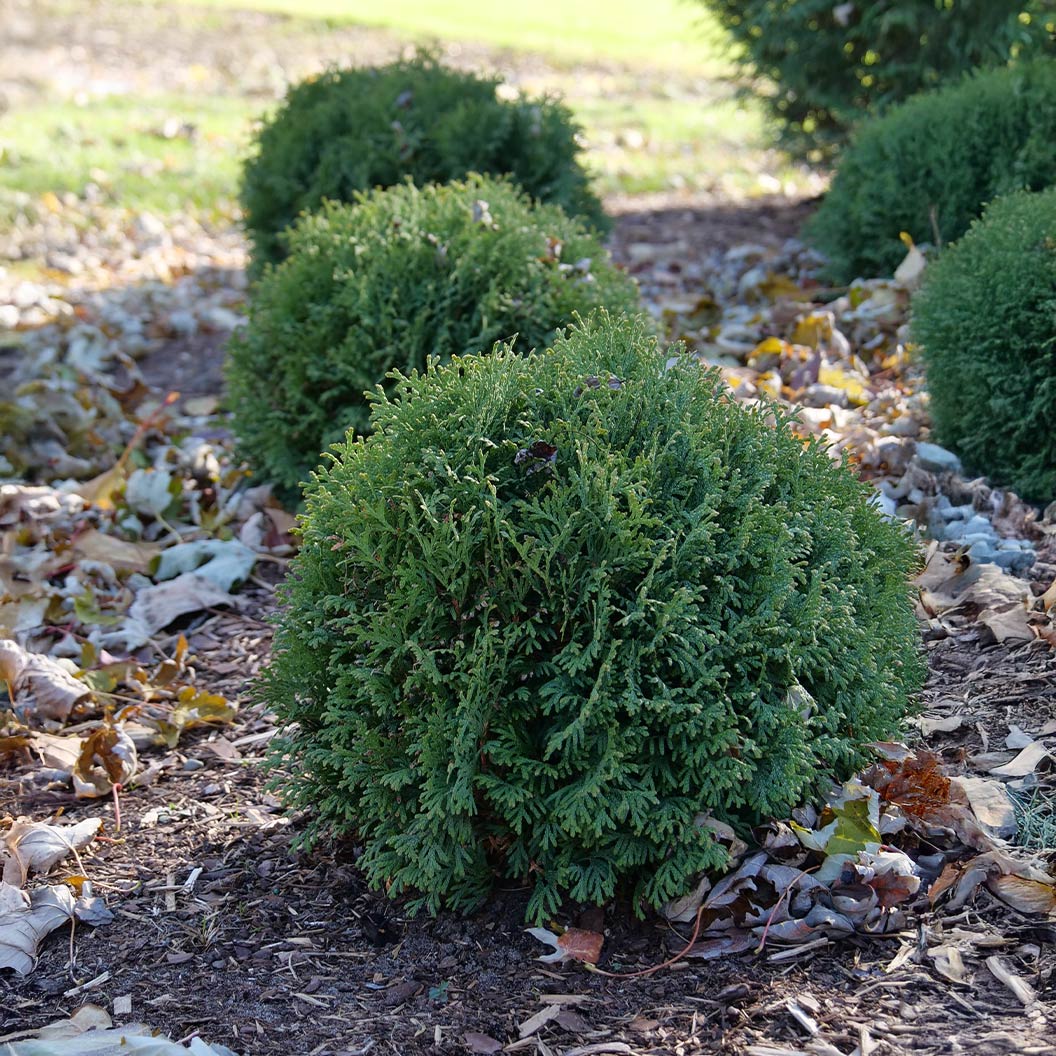 Proven Winners® Tater Tot® Arborvitae Tree 2 Proven Winners® Tater Tot® Arborvitae Tree