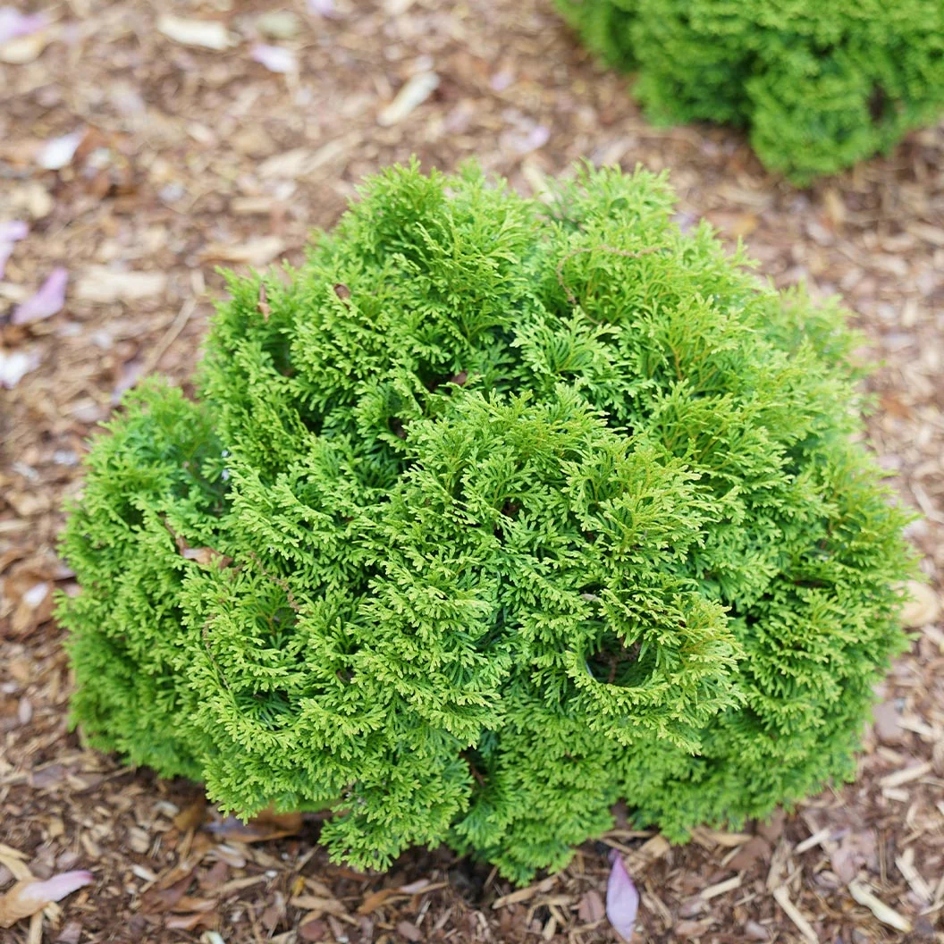 Proven Winners® Tater Tot® Arborvitae Tree 3 Proven Winners® Tater Tot® Arborvitae Tree
