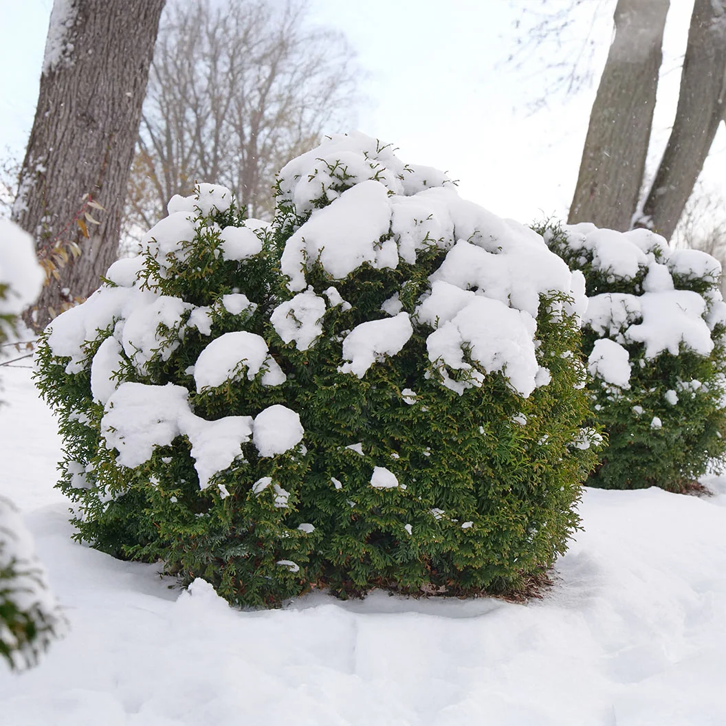 Proven Winners® Tater Tot® Arborvitae Tree 4 Proven Winners® Tater Tot® Arborvitae Tree