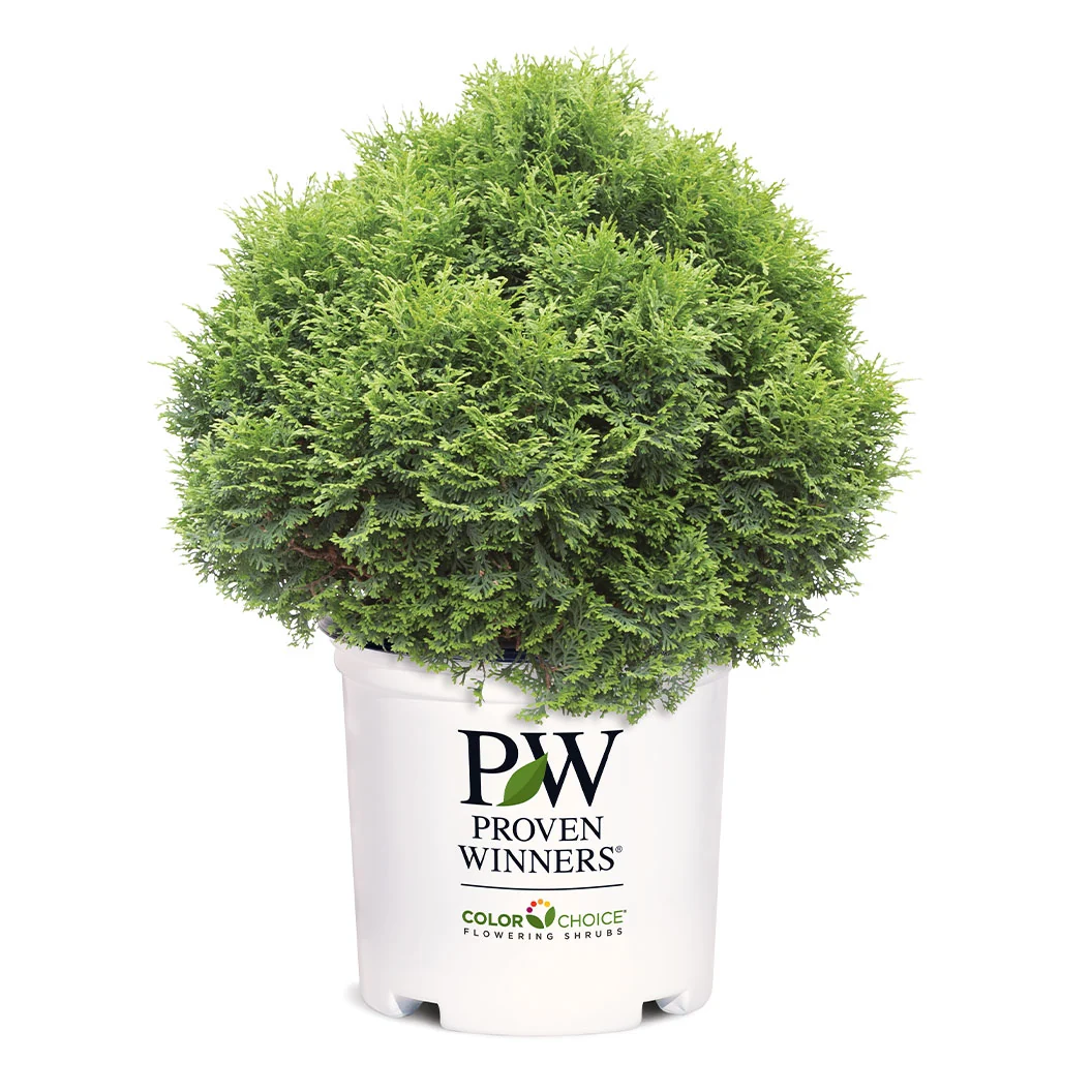 Proven Winners® Tater Tot® Arborvitae Tree 5 Proven Winners® Tater Tot® Arborvitae Tree